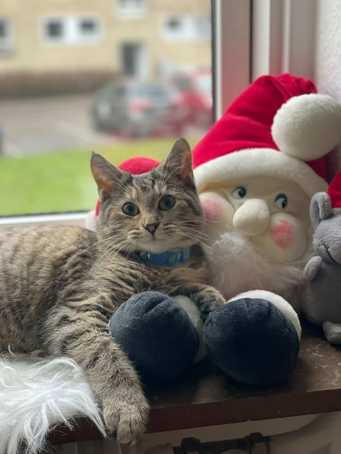 Vida the cat